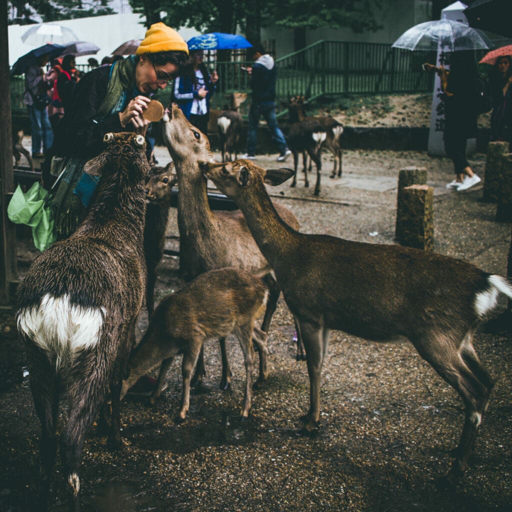 Deers at a temple in Nara, Japan