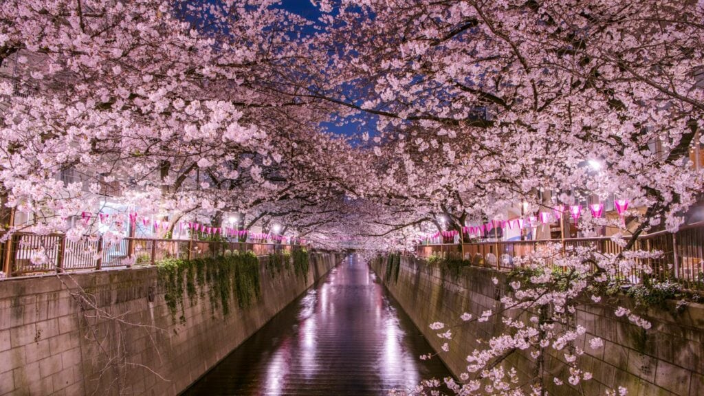 Hanami, Sakura Cherry Blossoms, High Tourist Season in Japan