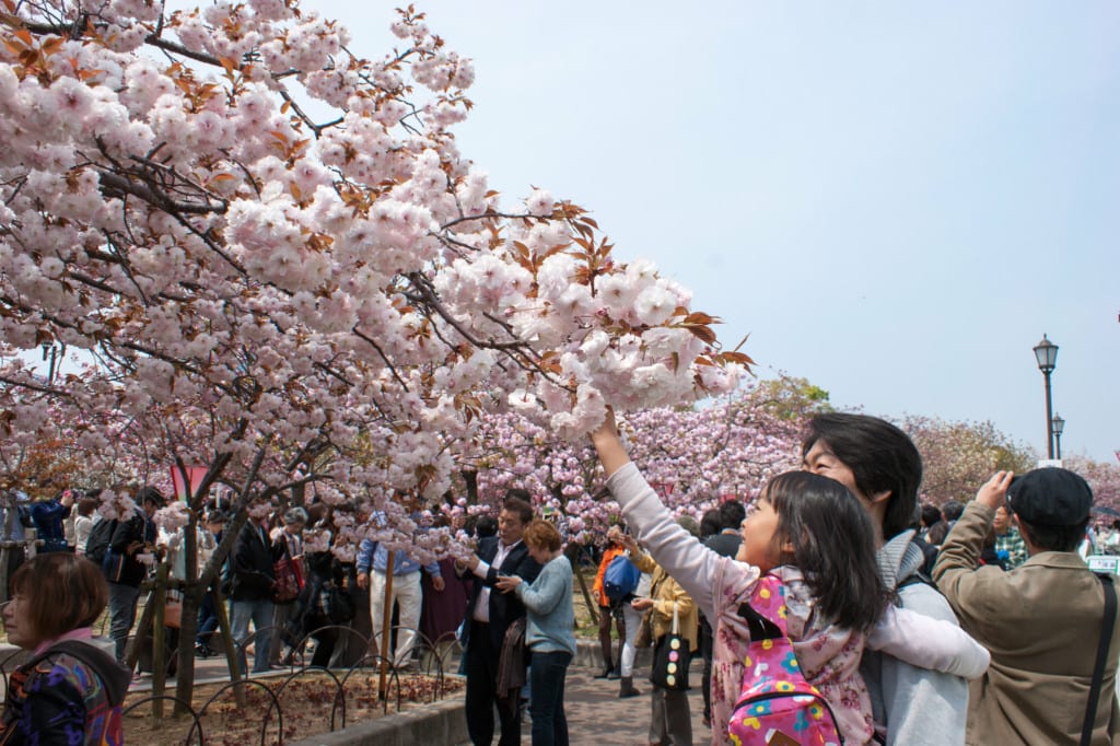 spring cherry blossom in Osaka