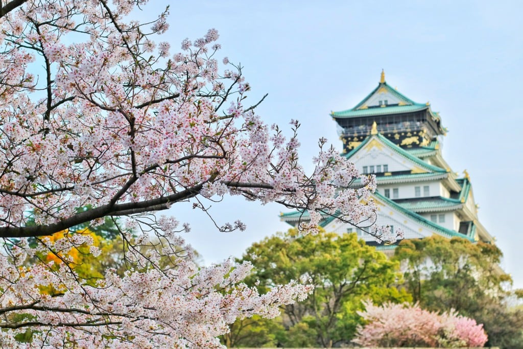 Sakura Cherry Blossom at Osaka Castle in Japan