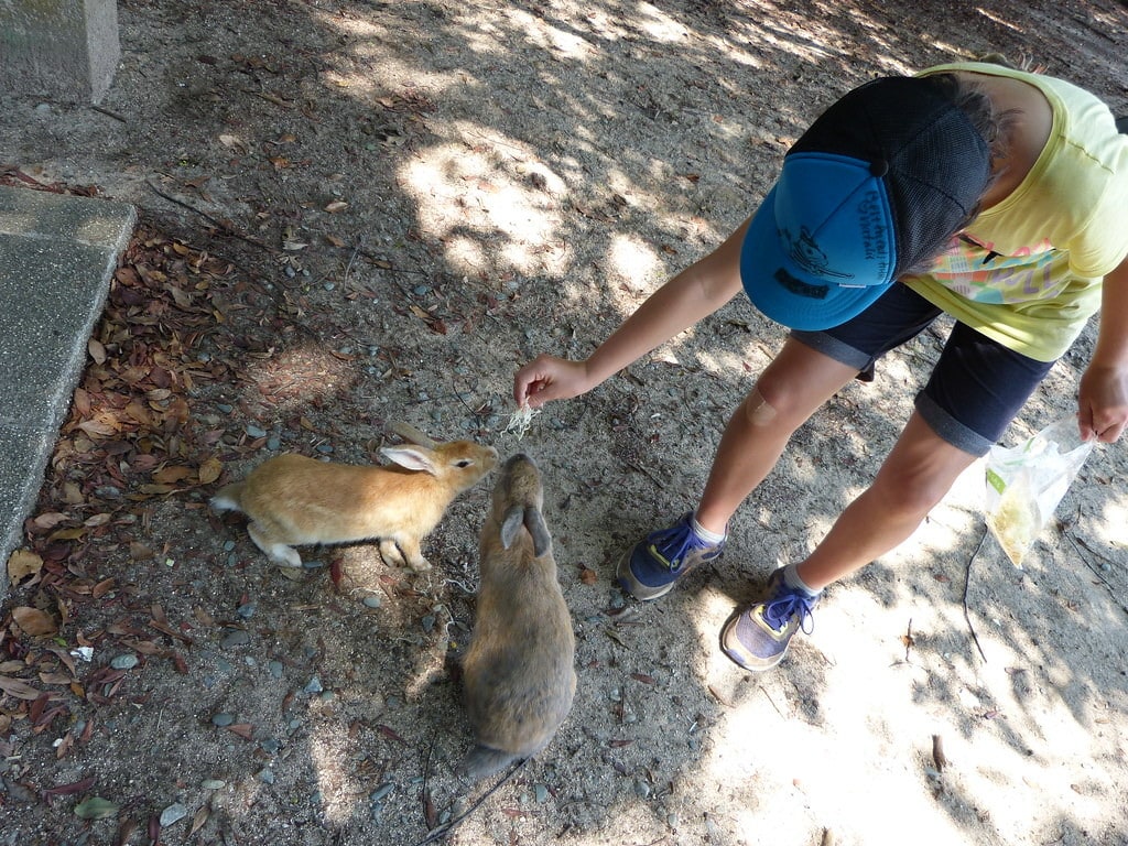 kid feeding rabbit on Rabbit Island in Hiroshima