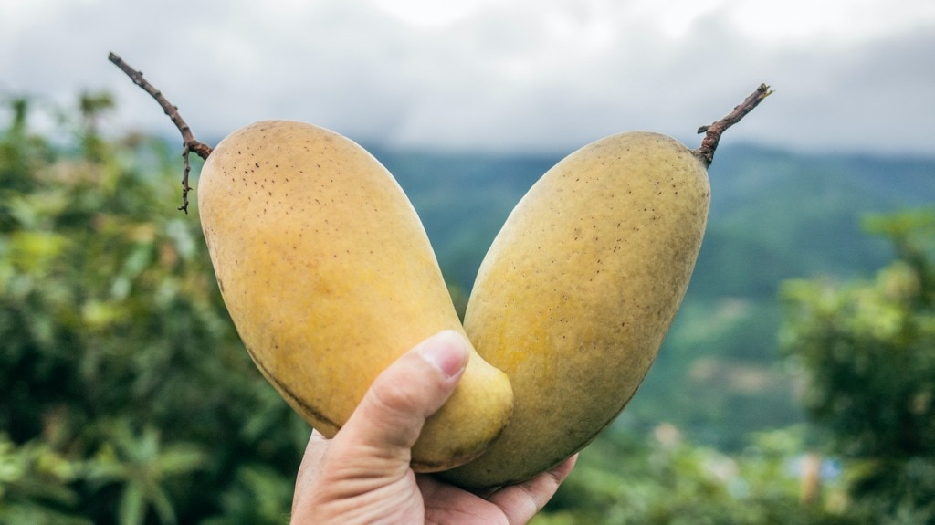 Two Mangos fruits in the hand in Vietnam