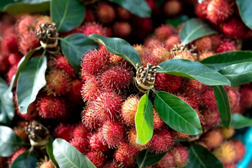 Rambutan fruit in Vietnam