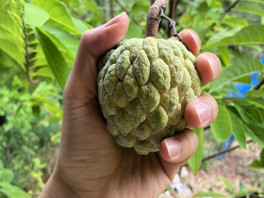 vietnamese fruit