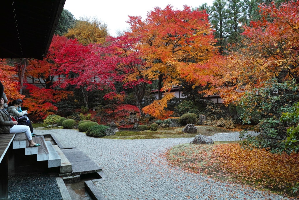 Kyoto’s red and orange trees