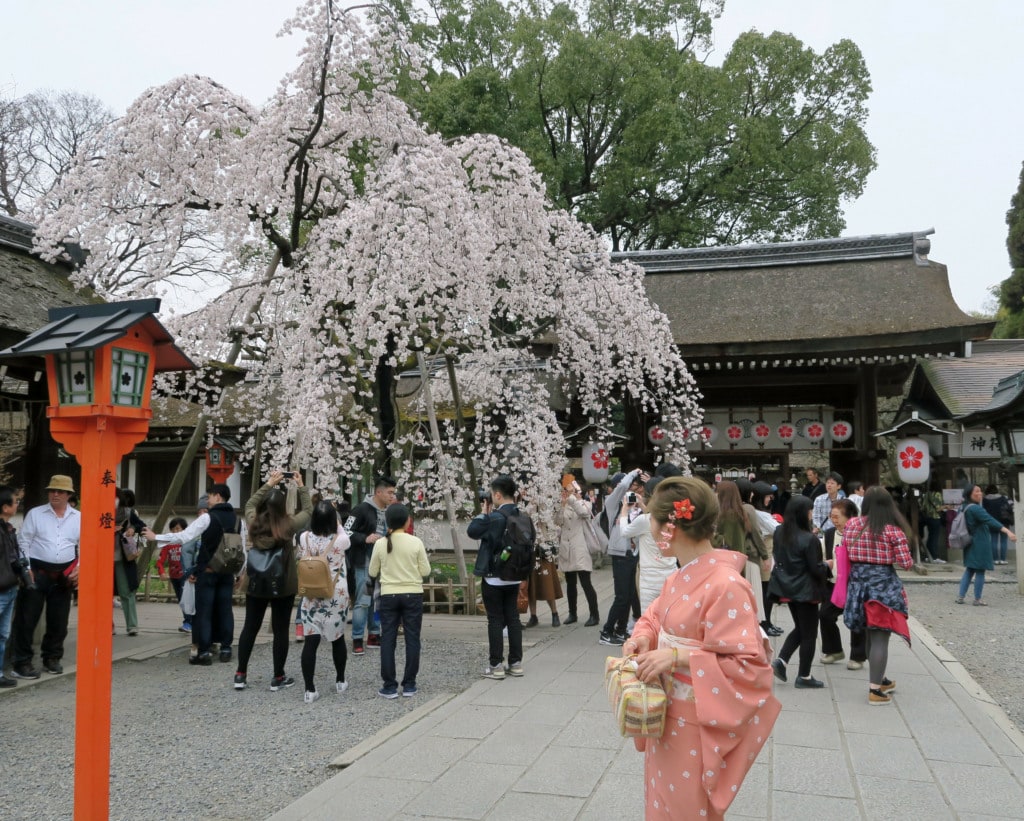 Geisha looking at cherry blossoms in Kyoto