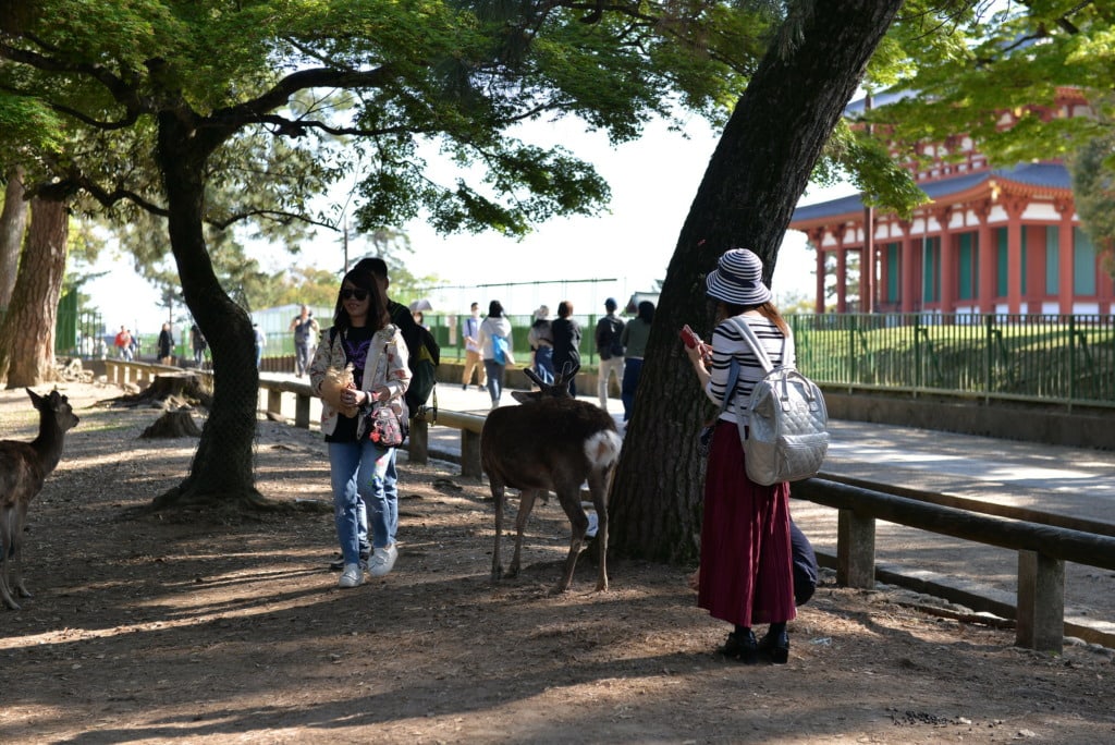 Tourists feed deer in Nara Park