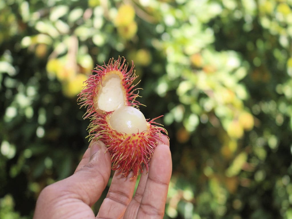 Rambutan Fruit in Vietnam
