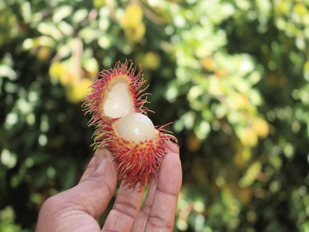 vietnamese fruit