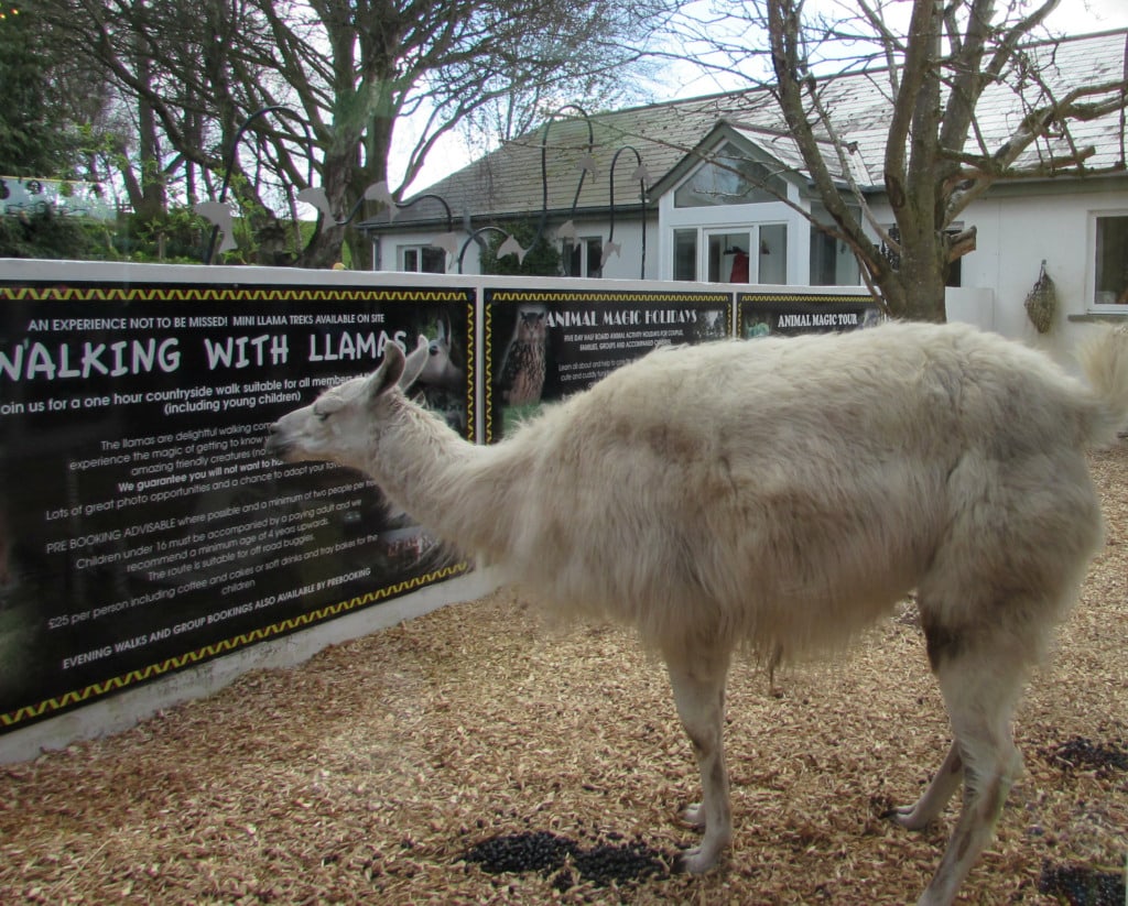 Lakeland Llama Trekking in England