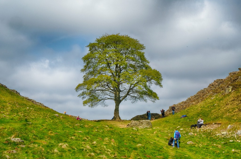 Sycamore Gap and part of Hadrian's wall in Northumberland, England