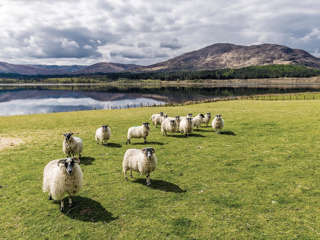 Scottish Sheep Near Loch Eil, Scotland