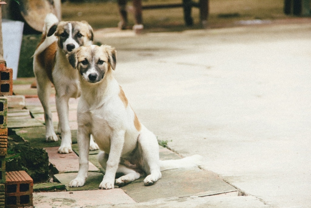 Vietnamese dogs