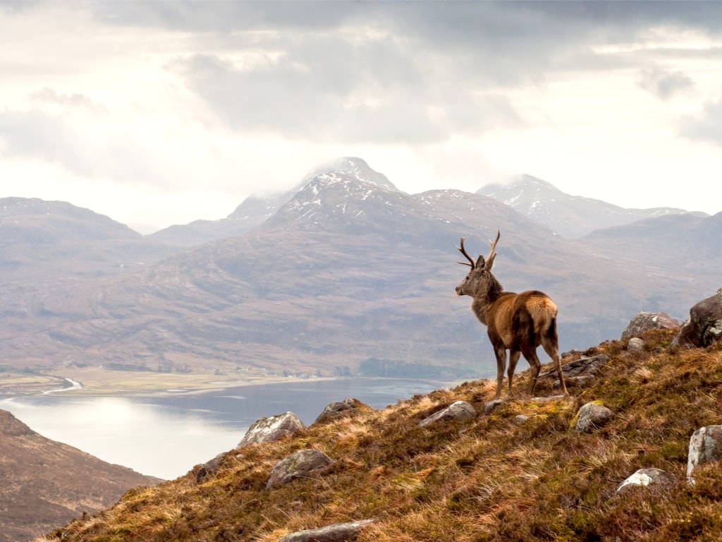 Wild stag overlooking Loch Torridon in Scotland