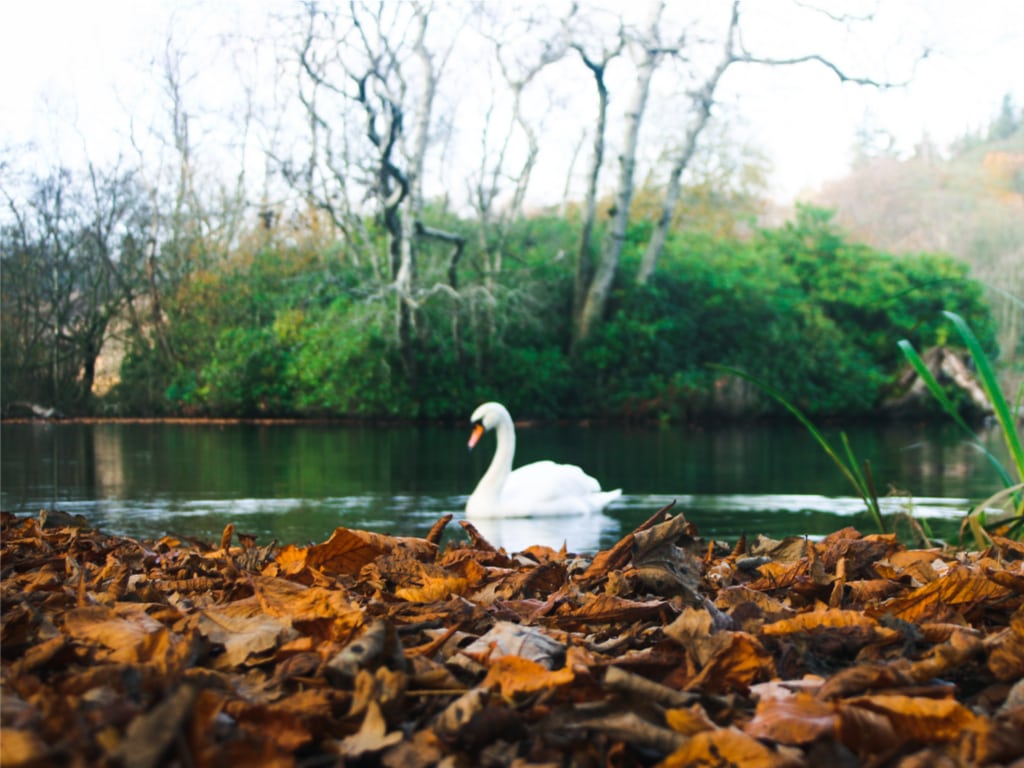 Autumn Swan In Bolam Lake