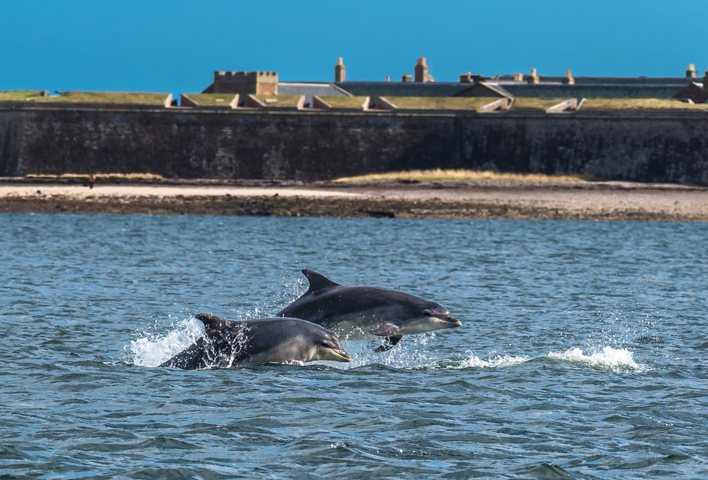Dolphin jumping at Moray Firth