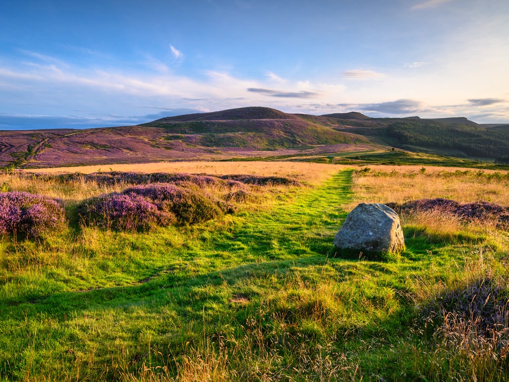 Heather Covered Simonside Hills