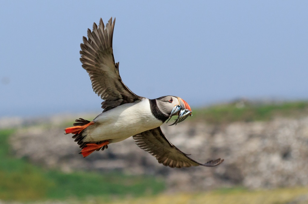 Puffin