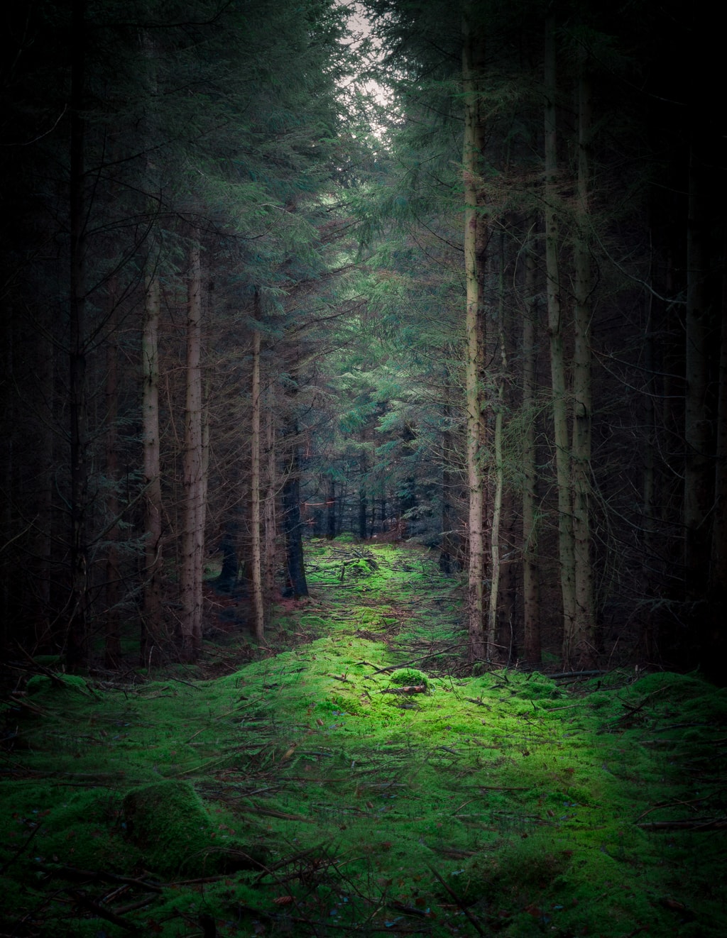 Woodland path at Thrunton woods, Northumberland