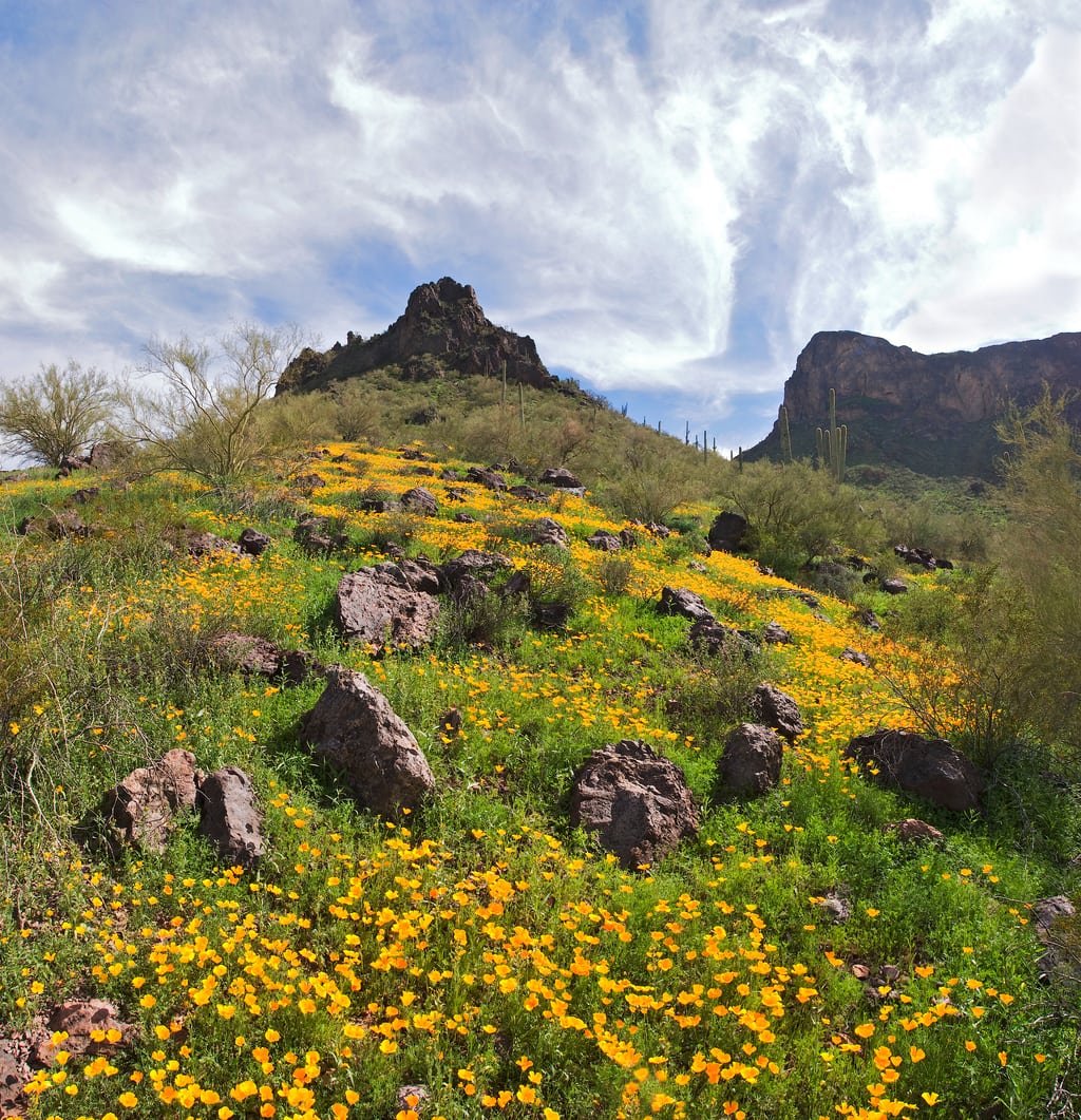 Blooming Poppies under Picacho Peak