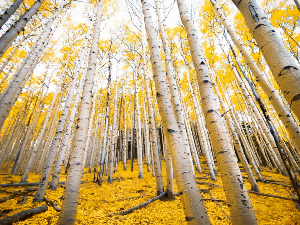 Aspen Trees, Flagstaff