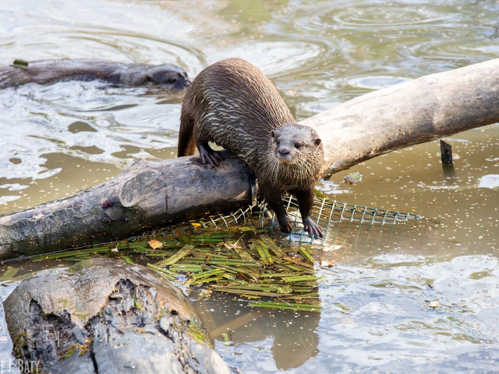 Otters At Washington Wetland Centre