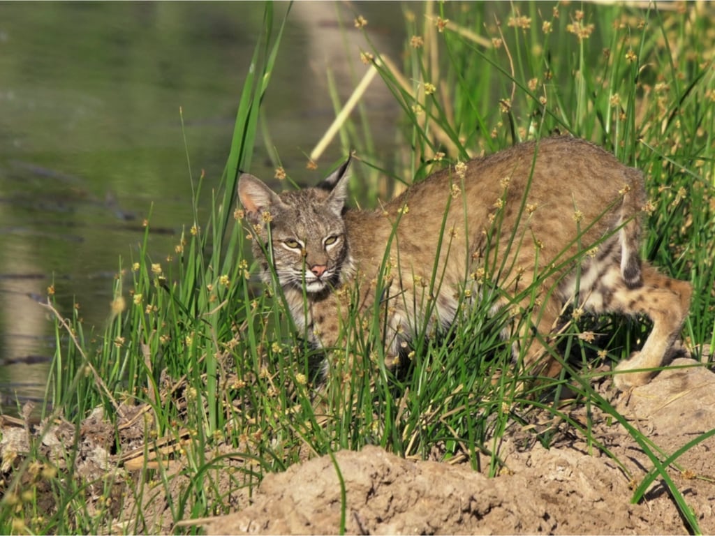 Wild Bobcat Hunting in Arizona Riparian Preserve