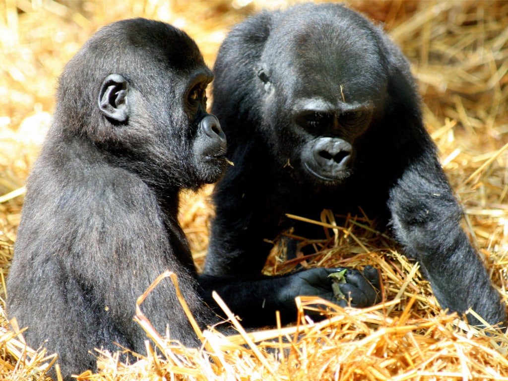 Cute Gorilla Babies in Howletts Wildlife Park