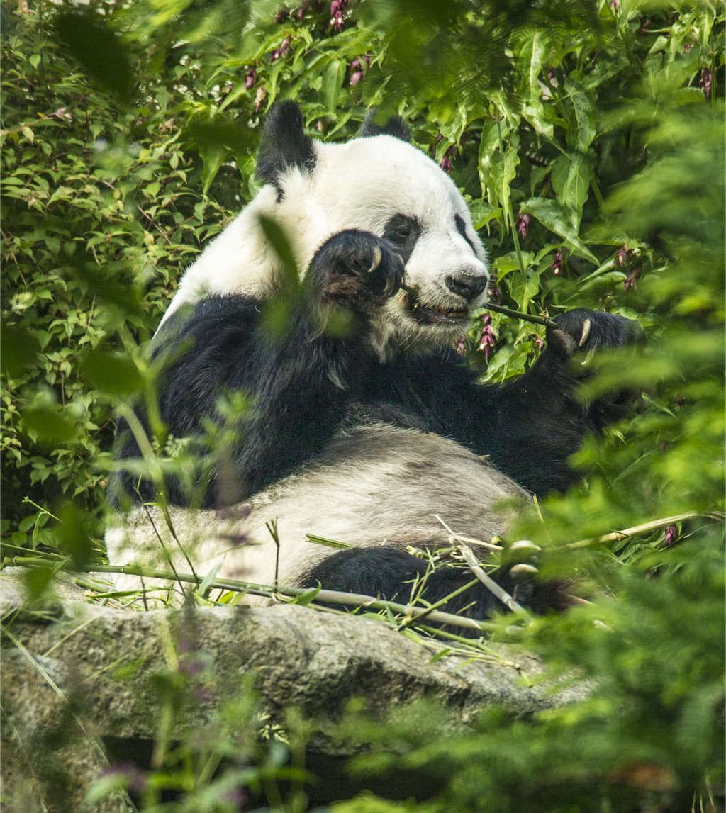 Giant Panda Edinburgh Zoo