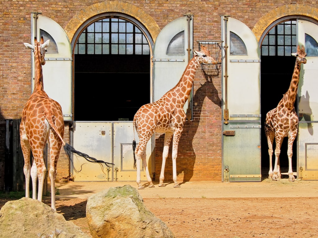 Giraffes at the London Zoo