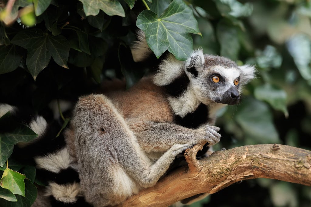 Lemur at Shaldon Wildlife Trust