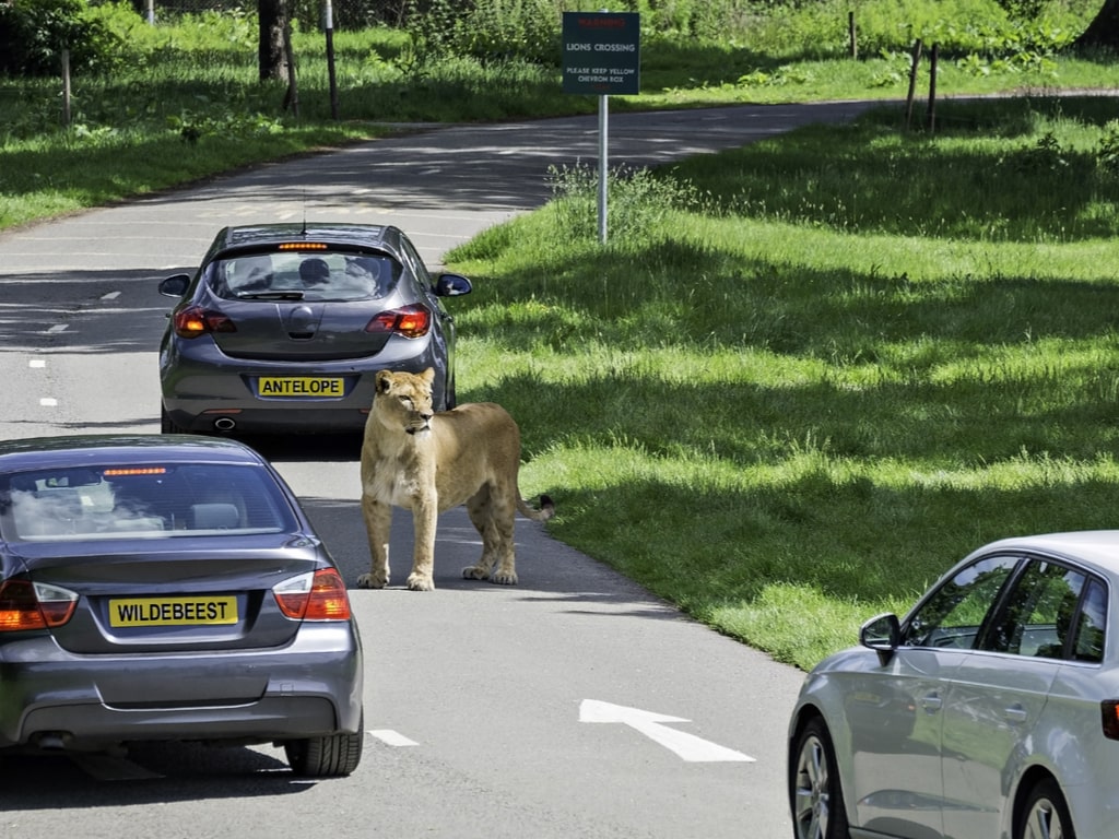 Lioness at Blair Drummond Safari Park