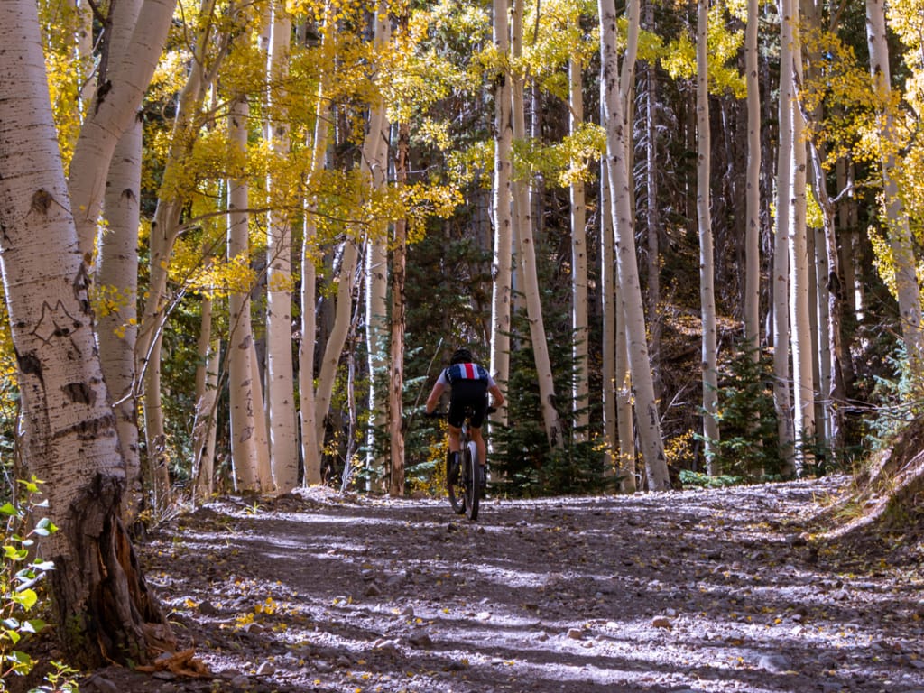Mountain Biker on the Inner Basin Trail During Fall Season Near Flagstaff