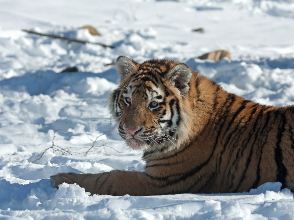 Siberian Tiger in Highland Wildlife Park