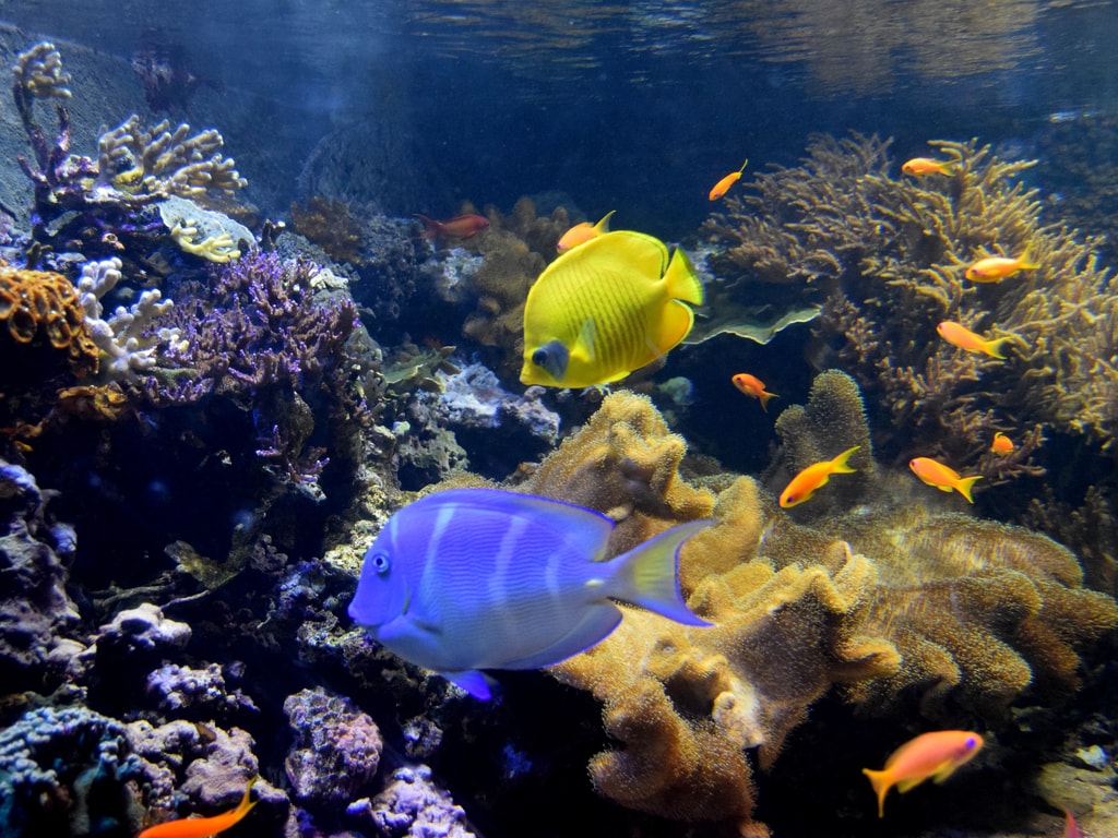 Underwater World in Bristol Aquarium