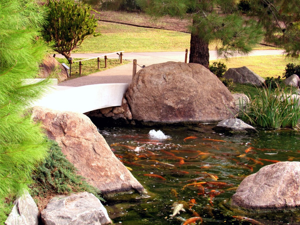 A Koi fish pond at the Japanese garden park in Phoenix, Arizona