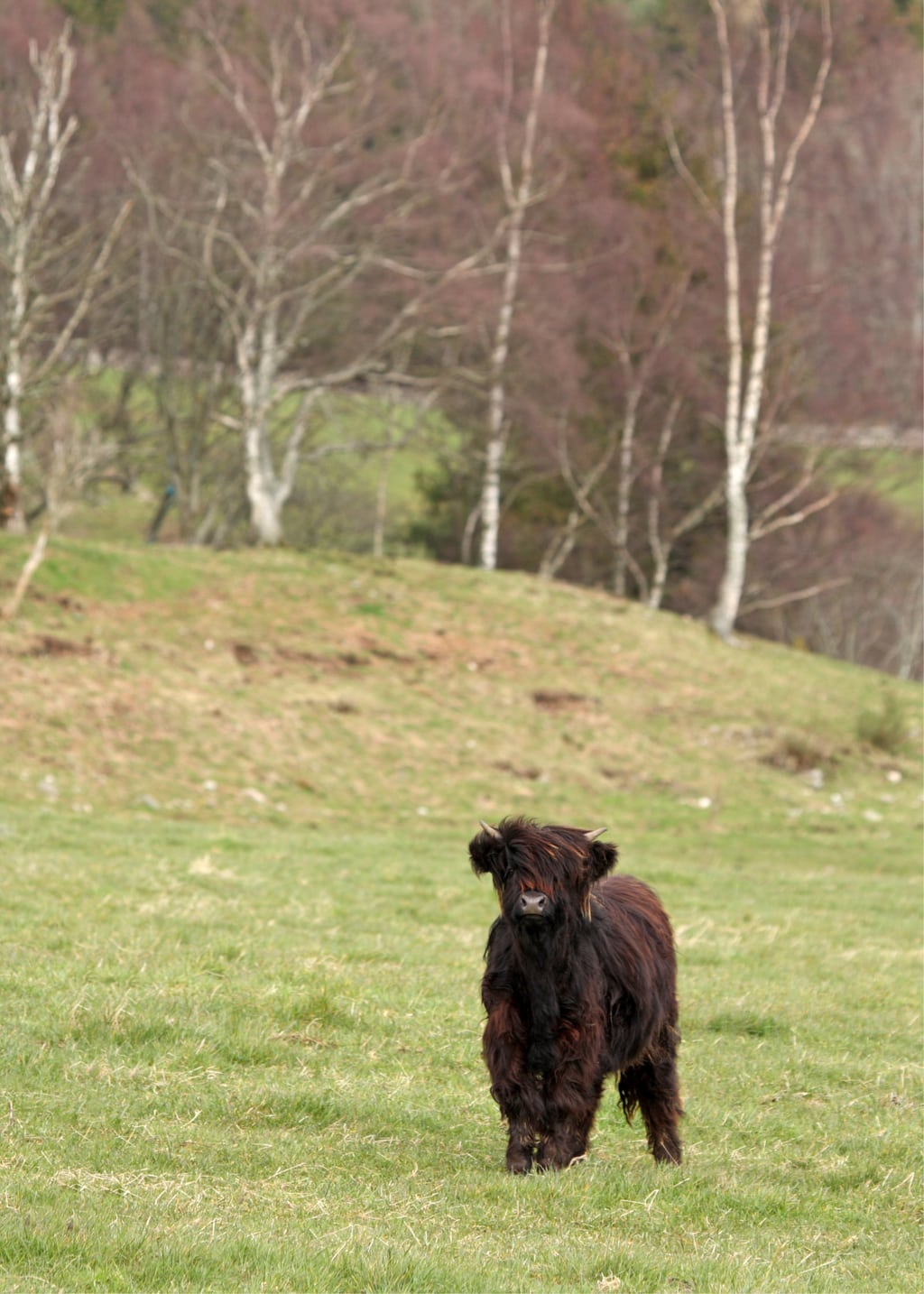 Highland cow calf, near Ballater in Scotland