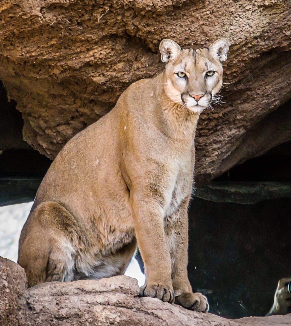 Wild Cats in Arizona You Might Found Roaming (2024)