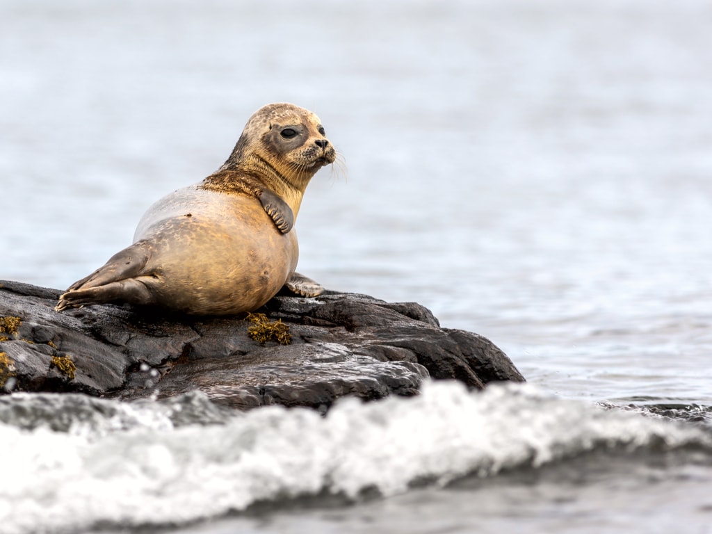 A resting seal on a rocky coast in Scotland