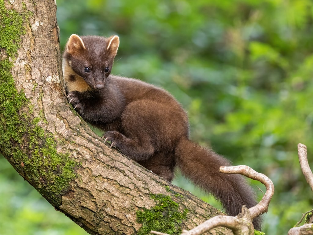 A Scottish Pine Marten Hunting in the Woods