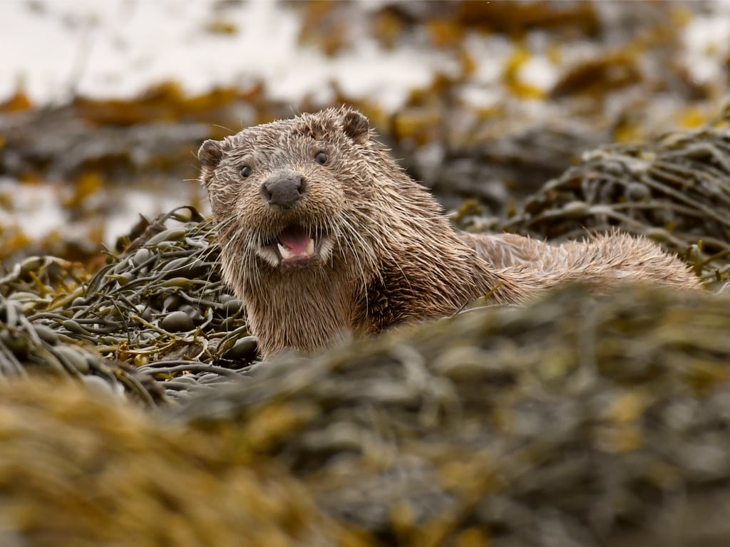 A wild otter on the Isle of Mull