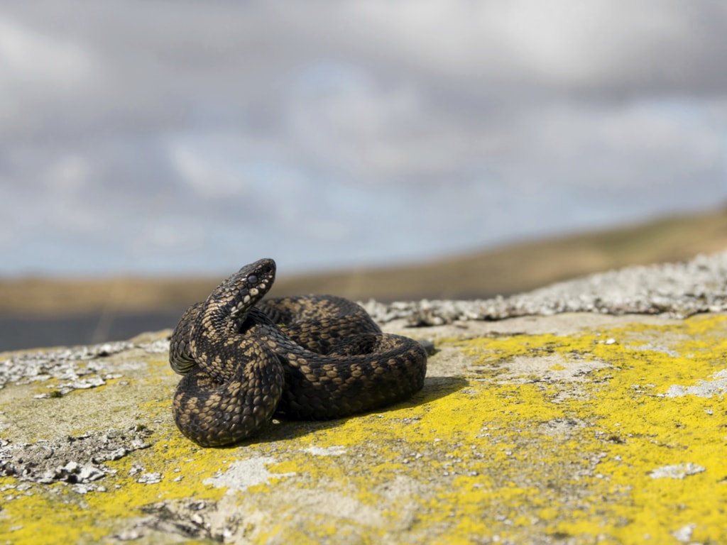 An adder warming up early in the morning in the Scottish lowlands