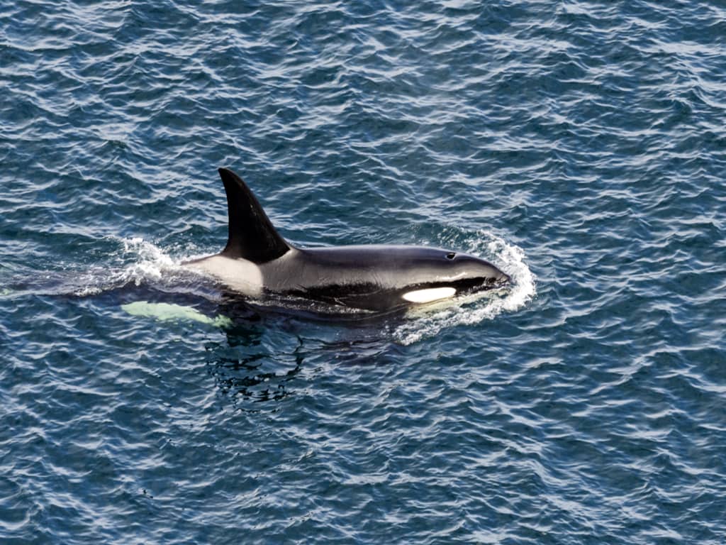An Orca Whale spotted in the Shetlands