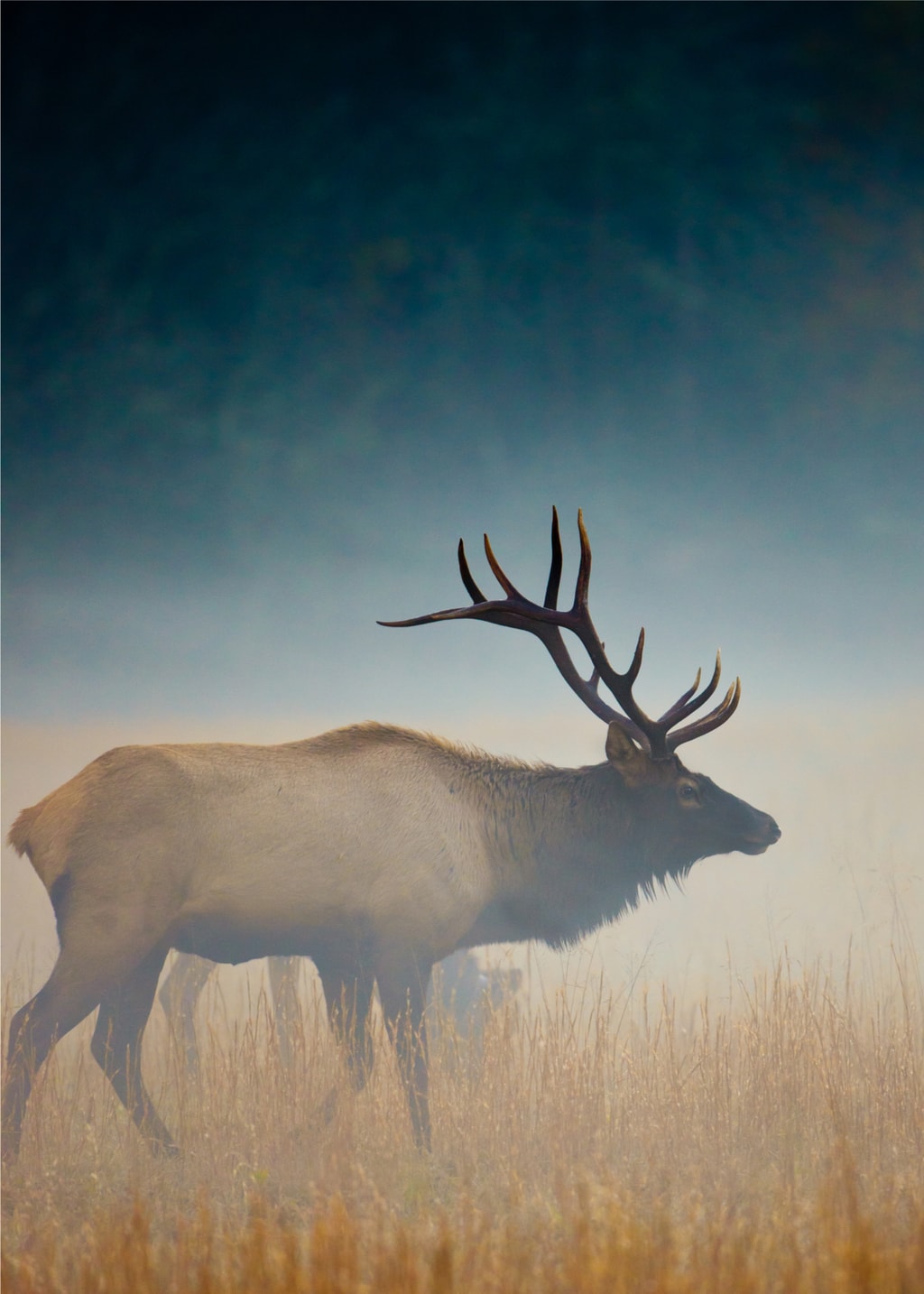 Male buck elk stands in mist
