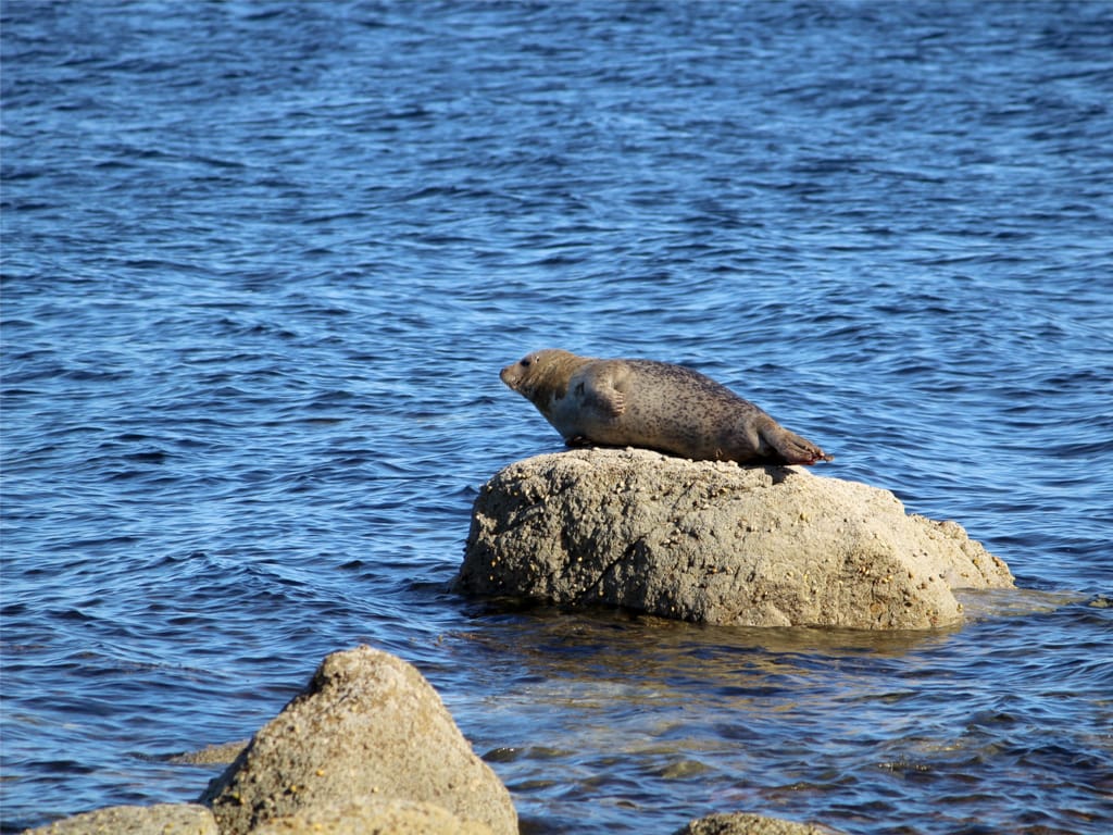 Seal on Rock in Isle of Arran