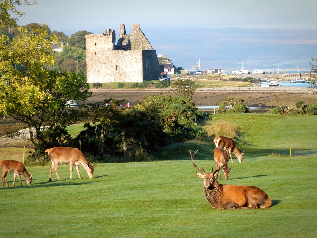 Wild Red Deer with Lochranza Castle in the Background