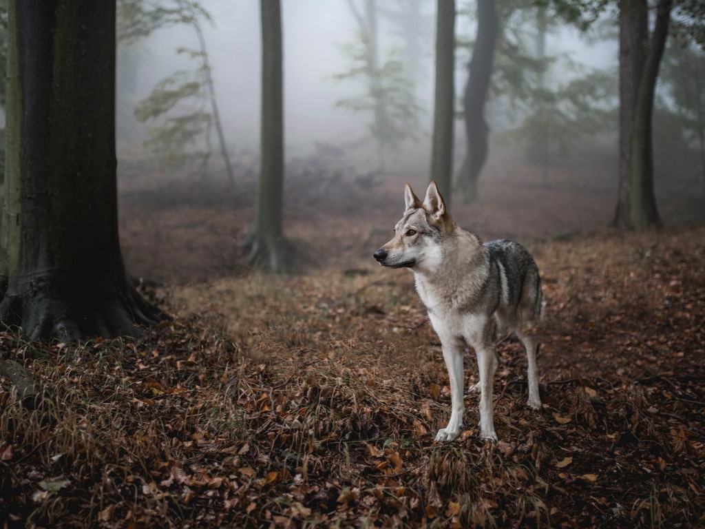 A Wild Wolf in a Forest