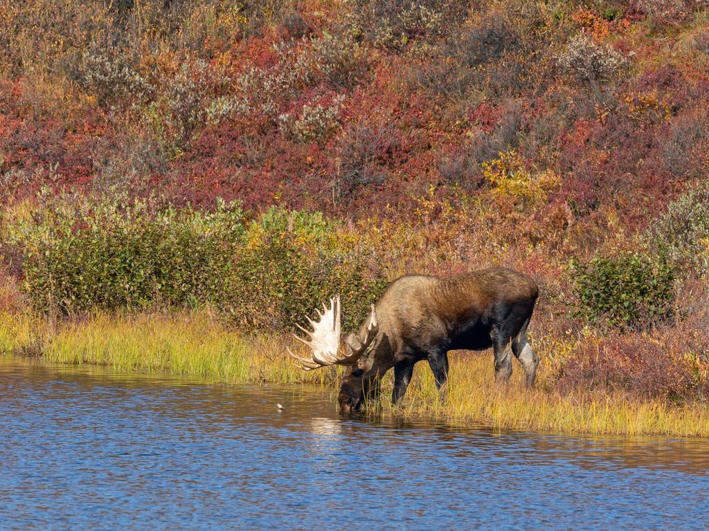 Adult Moose by the Lake