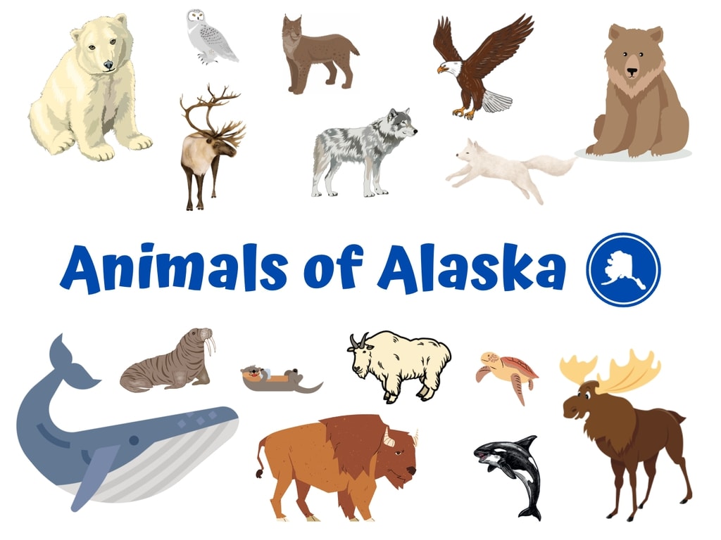 25 Animals in Alaska to See on Your Last Frontier Adventure