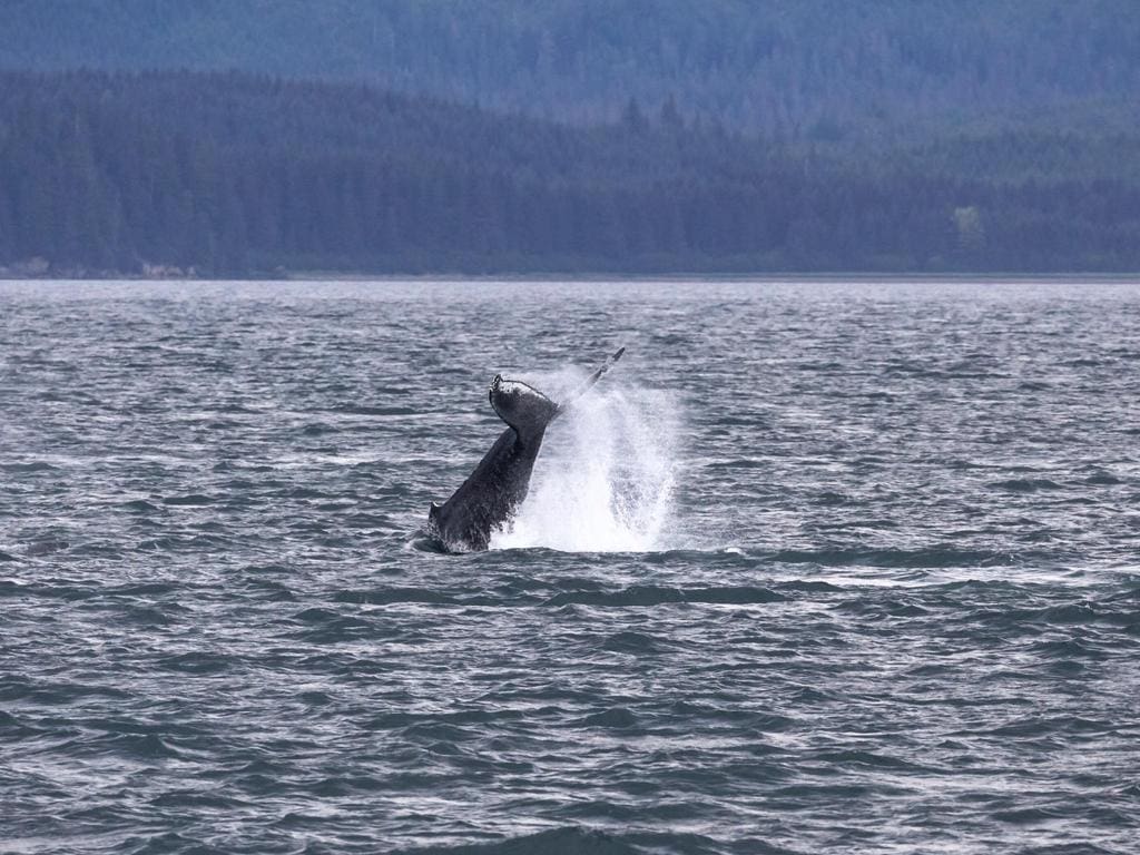 Humpback Whale off the Coast of Hoonah, Alaska